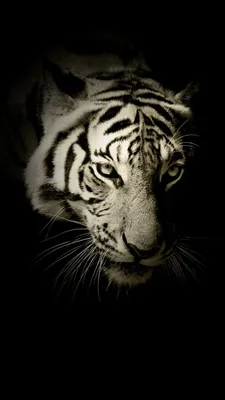 Картинка Tiger для iPhone 7 Plus