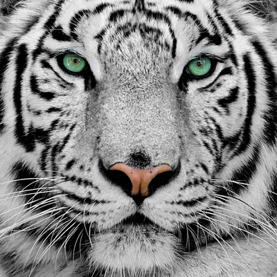Tiger Wallpaper HD 4K for Android - Download