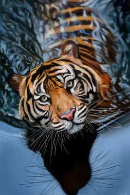 Скачать 800x1200 тигр, вода, арт, большая кошка, хищник, полосатый обои,  картинки iphone 4s/4 for parallax