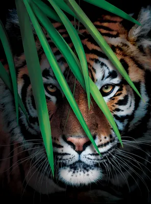 Фотообои Тигр на охоте флизелиновые, 200x270 см, L13-196 по цене 4437 ₽/шт.  купить в Москве в интернет-магазине Леруа Мерлен
