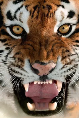 Скачать обои тигр, морда, язык, оскал, амурский тигр разрешение 640x960  #139545
