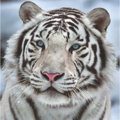 Tiger Wallpaper Pictures | Download Free Images on Unsplash