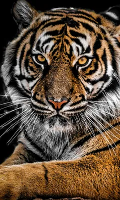Фотообои бумажные «Бенгальский тигр» 139х139 cм по цене 325 ₽/шт. купить в  Москве в интернет-магазине Леруа Мерлен