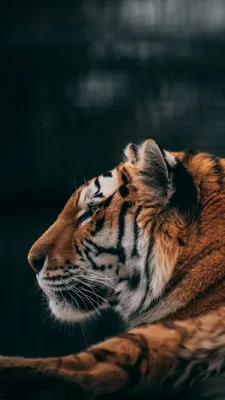 Tiger Wild Animal 4K Wallpaper - Best Wallpapers