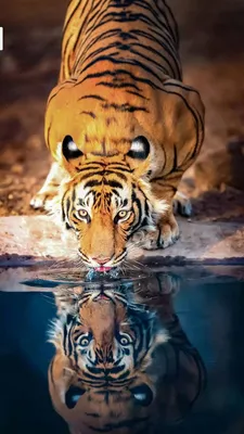 Tiger – remarkable wall mural – Photowall