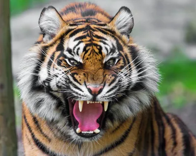 Обои Тигр, лицо, тьма 2560x1600 HD Изображение