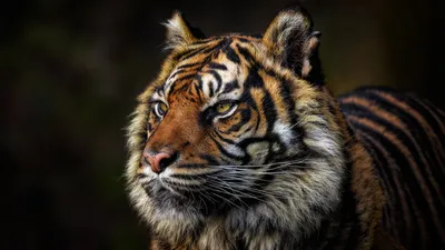 Tiger Wallpapers (65+ pictures)