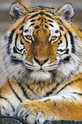 Скачать 800x1200 тигр, лапа, взгляд, хищник, большая кошка, животное обои,  картинки iphone 4s/4 for parallax