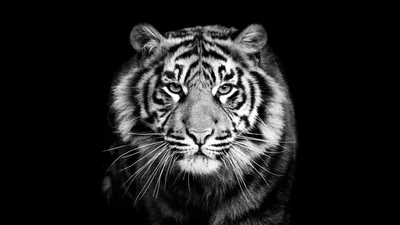 Tiger Wallpapers and Backgrounds - WallpaperCG