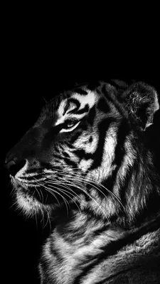 Скачать 720x1280 обои Тигр Черный, Черный и Белый, Лев, Постер, Рев |  Африканский слон, Тигр, Обои