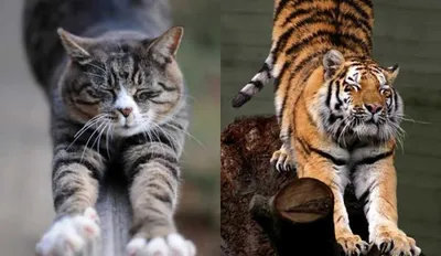 Тигр и кошка фото 
