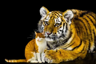 Животные Кот Тигр Большой - Бесплатное фото на Pixabay - Pixabay