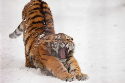 Амурский Тигр | Кошки вики | Fandom