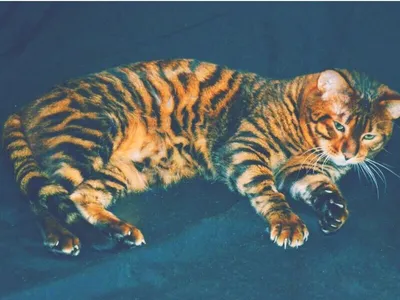 Круглый / квадратный алмазная живопись 5D ремесло картина отражение кошка /  отражение тигр мозаика полный дизайн вышивка крестиком тигр кошка вышивка  подарок (украшение для дома) | AliExpress
