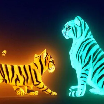 Тигр ложь и зияющая изолированную большая кошка Стоковое Фото - изображение  насчитывающей мясоед, угрожано: 176179070
