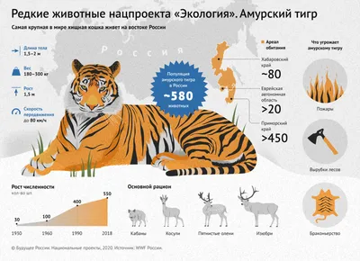 Съест ли тигр кота, если они окажутся вместе?» — Яндекс Кью