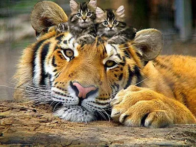 Тигр, как и любая кошка, гуляет сам по себе»: Сергей Арамилев
