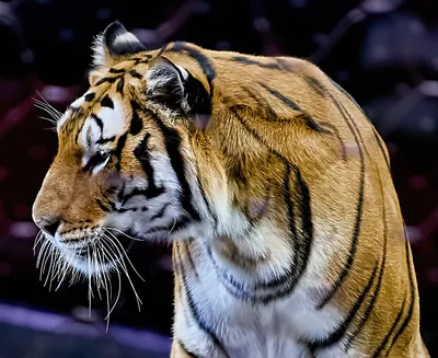 Скачать 938x1668 тигр, большая кошка, хищник, полосатый, усы, животное  обои, картинки iphone 8/7/6s/6 for parallax