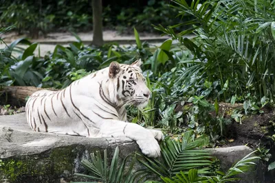 Пушистый Котик 🐈 - тигр 🐅 крошечный …» — создано в Шедевруме