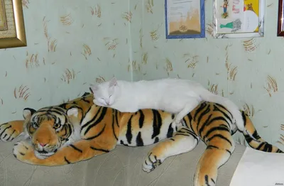 Сходства домашней кошки и тигра: их больше, чем Вы думаете! |  Замурчательно! | Дзен