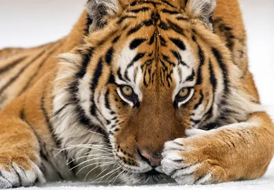Картина на холсте \"Тигр, кошка, животное\" 240x90 см. с алюминиевыми  подвесами, в тубусе - купить по низкой цене в интернет-магазине OZON  (563673458)