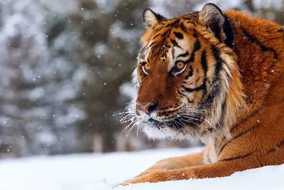 rgdb.ru - Эколекция в РГДБ: Тигр и другие кошки