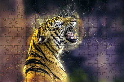 Изолированную большая кошка и рычать тигра Стоковое Фото - изображение  насчитывающей отечественно, развилки: 176179164
