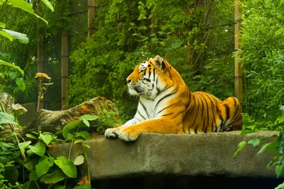 Картина по номерам на холсте грозный тигр (большая кошка) - 9378 В 30x40 -  купить с доставкой по выгодным ценам в интернет-магазине OZON (563498107)