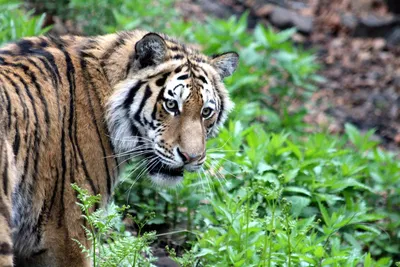 Тигр Животное Большая Кошка - Бесплатное фото на Pixabay - Pixabay
