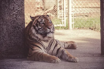 Фото Кошка и ее отражение тигр, by lyo. thecat