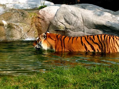 картинки : отдых, Дикая природа, зоопарк, Джунгли, Фауна, Тигр,  Korkeasaari, Большие кошки, Амурский тигр, Кошка как млекопитающее  1946x1297 - - 616949 - красивые картинки - PxHere