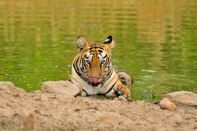 Изолированную большая кошка мужского тигр прыгает Стоковое Изображение -  изображение насчитывающей тигр, полосатые: 176179145
