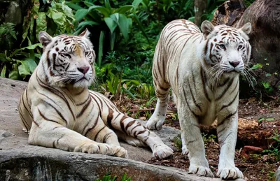 Белый тигр: кошка, которая попала в красную книгу» — создано в Шедевруме