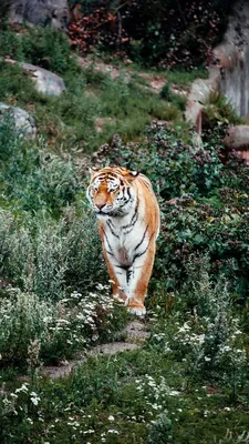 картинки : трава, Посмотреть, Дикая природа, зоопарк, Джунгли,  Млекопитающее, Хищник, Фауна, Зверь, Позвоночный, Просмотры, Пантера тигр  алтайка, Большие кошки, Хищный зверь, Дикая кошка, Амурский тигр, Кошка как  млекопитающее, Тигр-тигр 3000x2000 - -