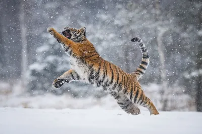Фото тигра