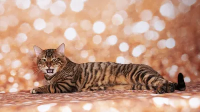 😻Кошка породы Тойгер - домашний тигр с удивительным характером | Нос,  хвост, лапы | Дзен