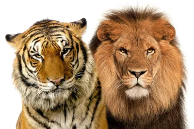 Тигр и львица фото 