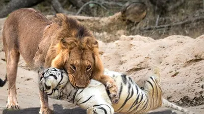 Лев или тигр: кто победит в схватке двух самых свирепых хищников,  разбираемся детально | Этобаза | Дзен