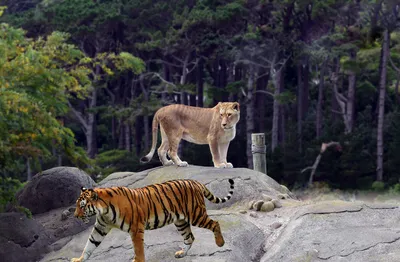 Тигр или лев. Кто сильнее? | Пикабу