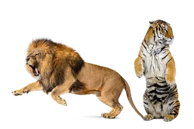 Тигр и львица - картинки и фото koshka.top