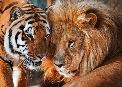Купить фотообои Тигр,лев, леопард на Wall-photo.ru - интернет магазин  фотообоев. Недорогие фотообои на заказ