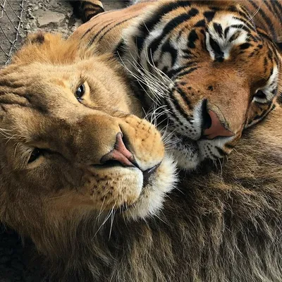 Тигр и лев рядом - 59 фото