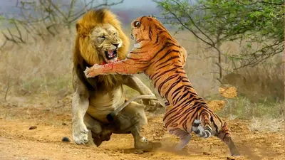 Tiger and lion #тигр #лев» — создано в Шедевруме