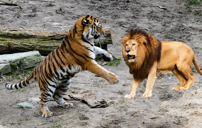 Тигр и львица стоковое фото. изображение насчитывающей национально -  26149166