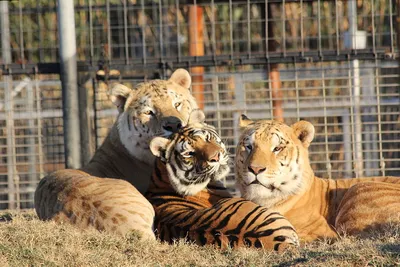 Лев и тигр коллажа стоковое фото. изображение насчитывающей отрезок -  66499726