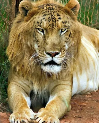 Гибрид: тигр+лев» — создано в Шедевруме