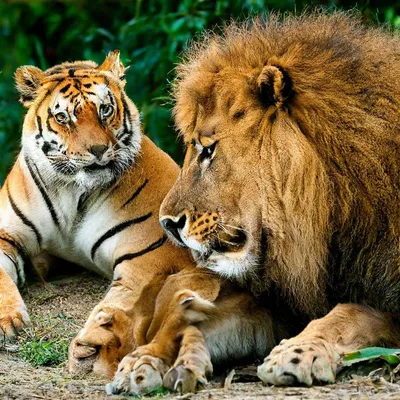 Тигр и лев: сможет ли «хозяин тайги» сравниться с «царём зверей» |  Приключения натуралиста | Дзен