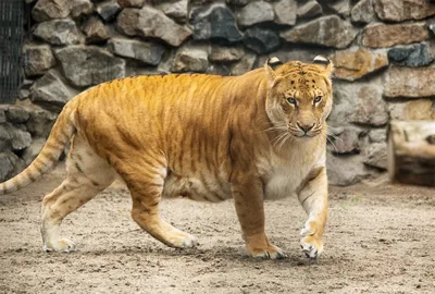 Человек тигр лев» — создано в Шедевруме