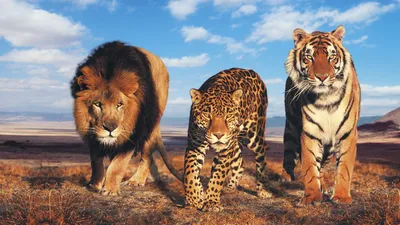 тигр и лев играют в клетке стоковое фото. изображение насчитывающей славно  - 194614356