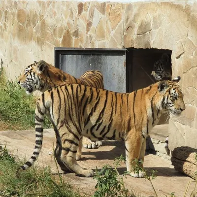 Тигр лев собака кошка семья» — создано в Шедевруме
